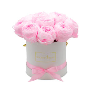 English Roses (večne vrtnice)
